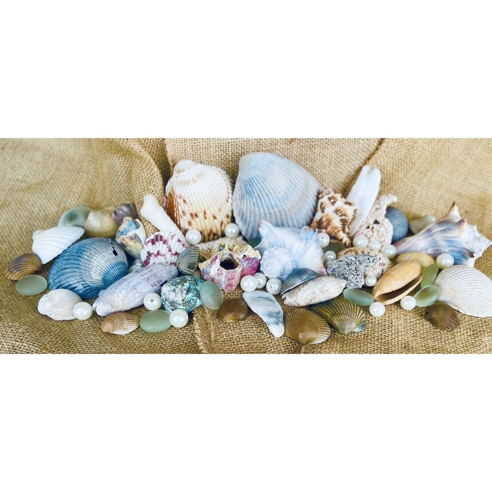 Gift Bag Of Beautiful Seashells Sourced From Coastal SE Georgia And NE Florida - Picture 6 of 16